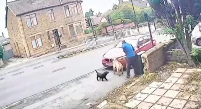 Felkavaró videón, ahogy egy BMW-s elüti az emberre támadó kutyát