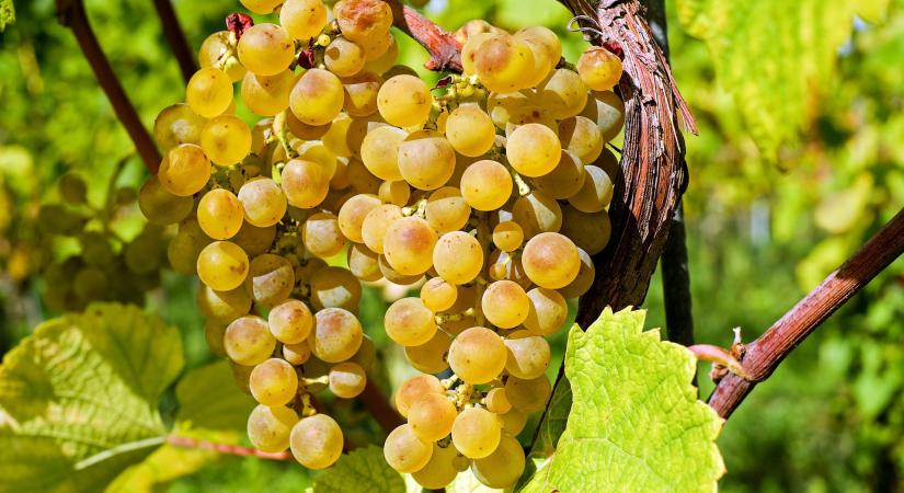 Ne feledjék a szőlőszüret utáni lemosó permetezéseket! – Kertészeti növényvédelmi előrejelzés