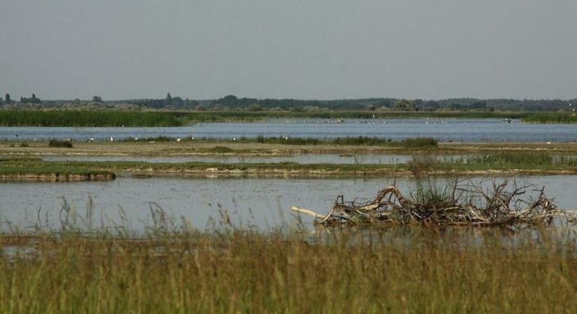 Az állatvédelemre fókuszálnak a Kiskunsági Nemzeti Park programjai