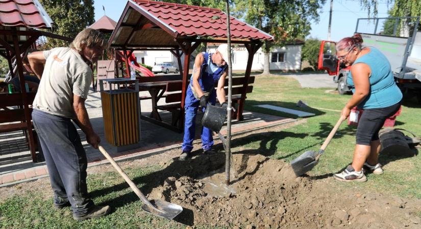 Huszonnégy somogyi önkormányzat ültethet fát a támogatásból