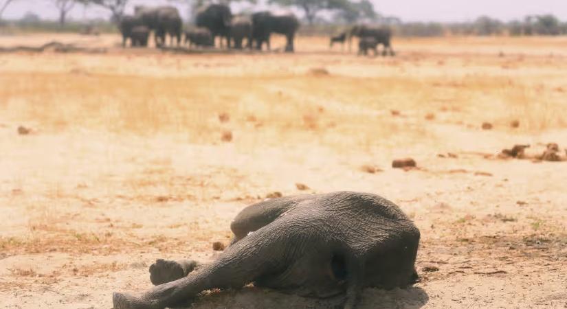 Hőstressz miatt pusztulnak tömegével az afrikai elefántok