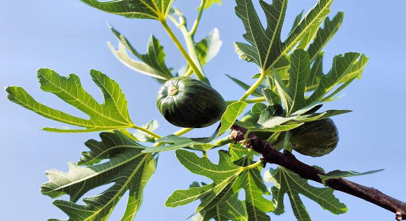 Körkép 2023: beérik-e a füge a hazai kiskertekben?