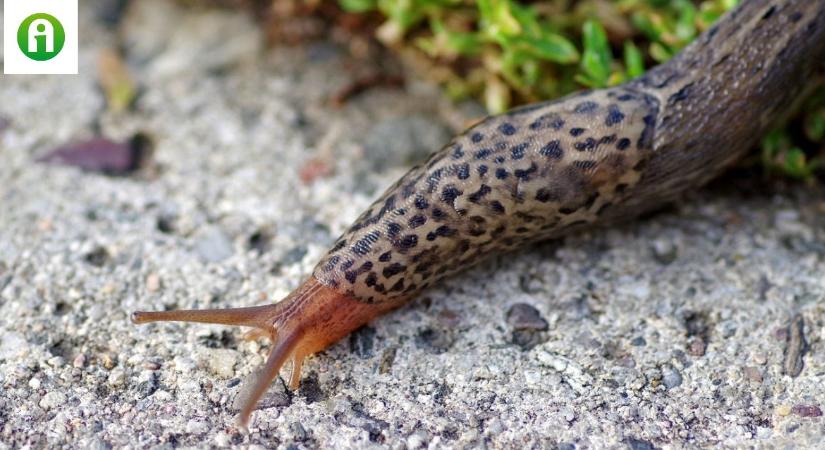Támad a kispöckű meztelencsiga! Új, inváziós kártevők a kertekben
