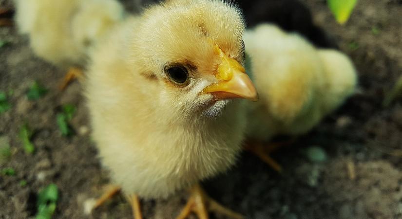 „Éles” madárinfluenza vakcina kísérlet Hollandiában