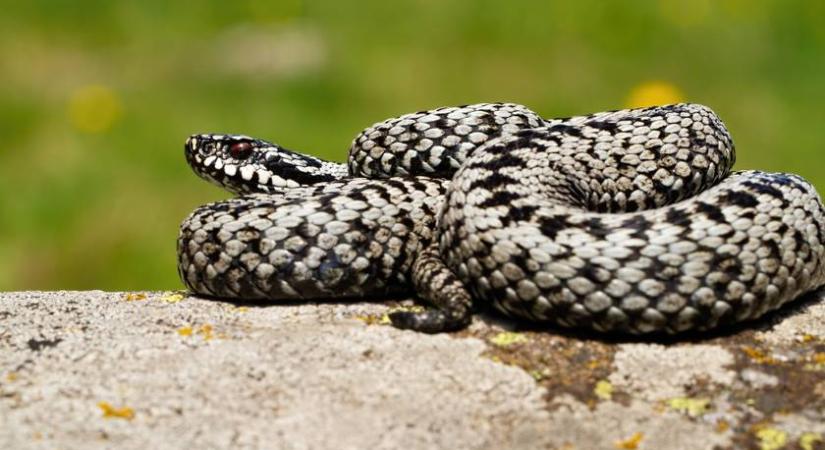 Hol élnek kígyók Magyarországon, és milyen a marásuk? Ezt kell tudnod a hazai viperákról