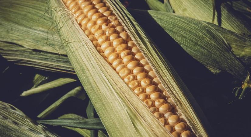OMSZ: a tavalyinál jobb lehet az EU szemeskukorica-termése