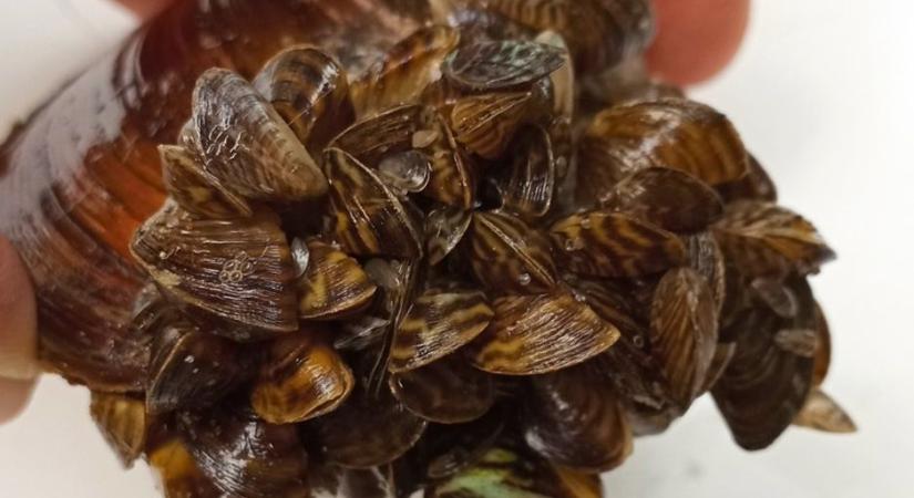 Inváziós kvagga kagyló terjedt el a Balatonban