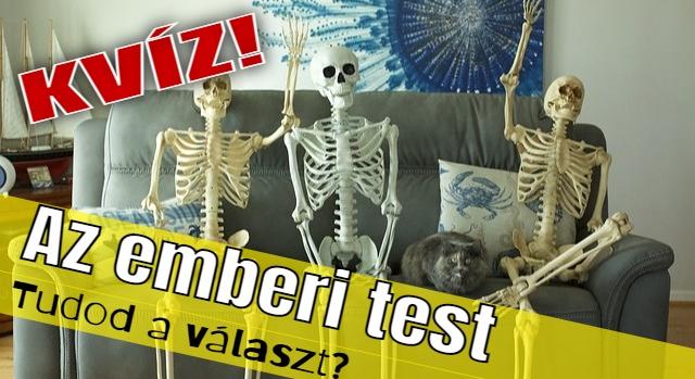 Biológia kvíz: Figyeltél biosz órán? Emlékszel, hogy melyik csont, vagy izom hol található?
