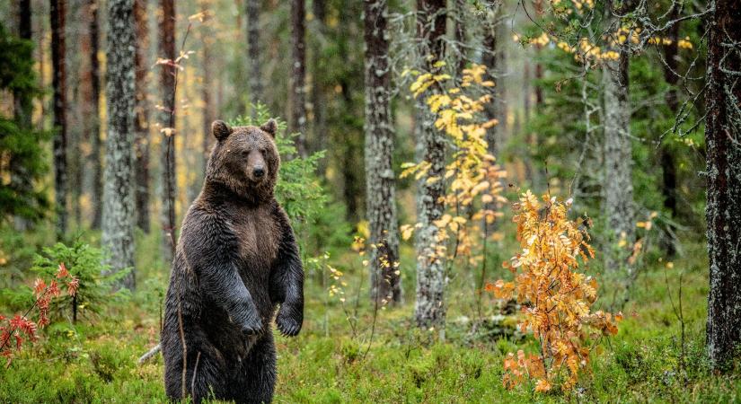 A barnamedve védett státusának felülvizsgálatát kéri az EU-tól Sepsiszentgyörgy polgármestere