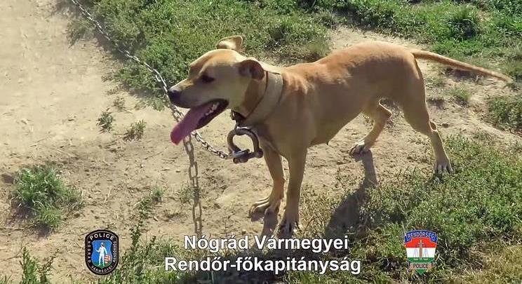 "Állatbarát vagyok" - mondta az illegális kutyaviadalt szervező nagyoroszi pitbulltulajdonos