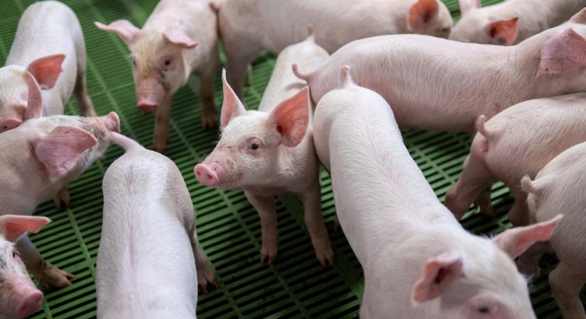 Átadták a HAGE Zrt. új sertéstelepét