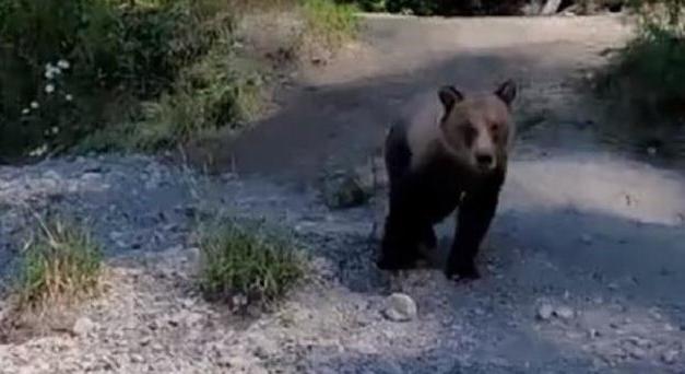 Rátámadt a medve a parton pihenő turistára - videó