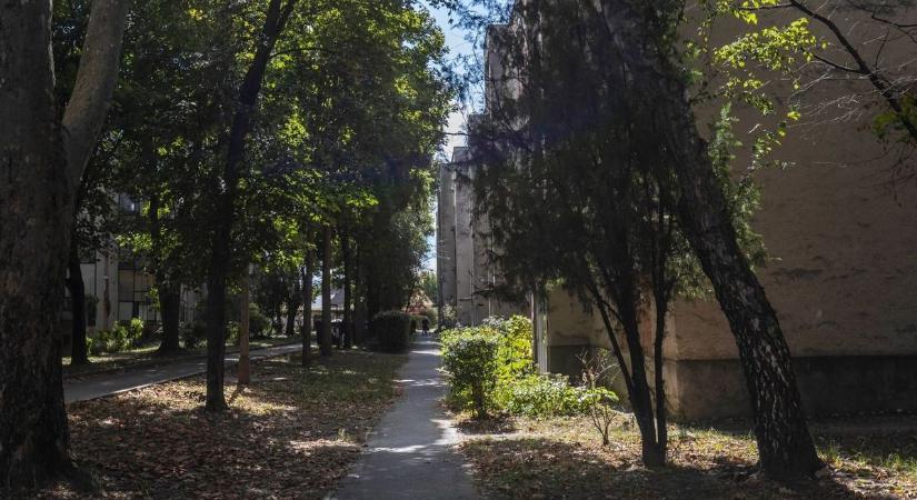 Rémálom az együttélés - meséltek a macskás pár szomszédai