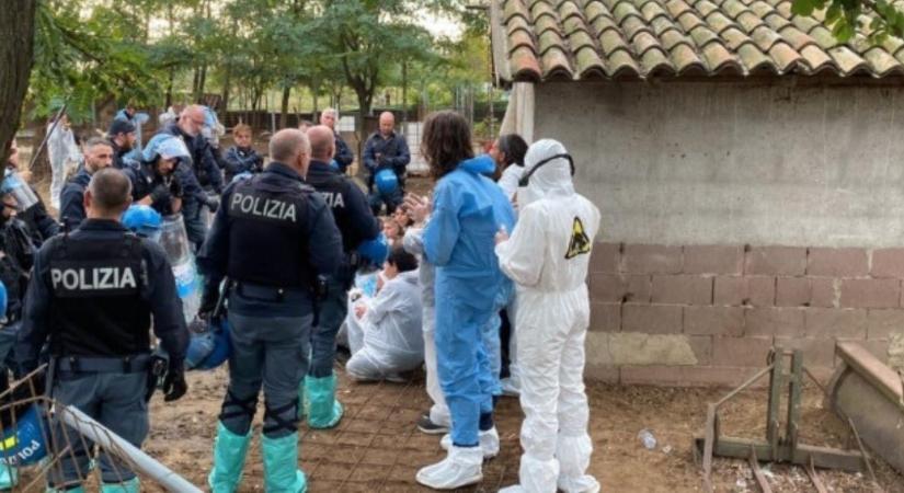 Mentett disznókat végzett ki az olasz hatóság egy vegán menhelyen
