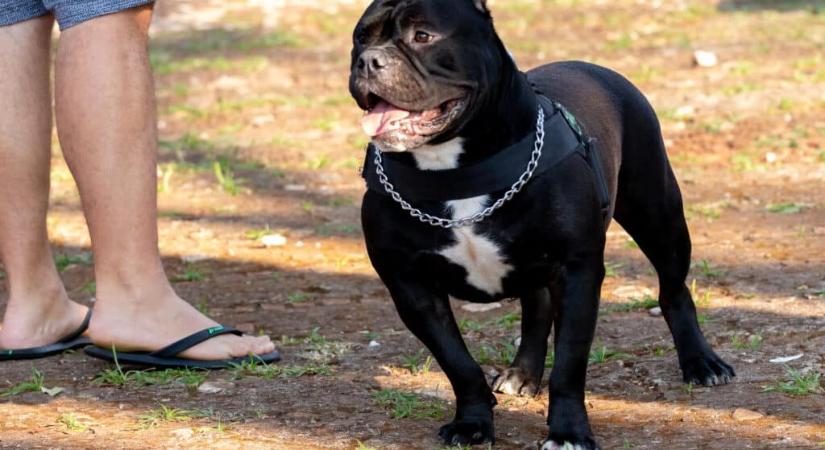 Kitiltják az amerikai bully XL kutyafajtát az Egyesült Királyságból