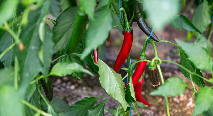 Nincs jó formában a magyar őrölt fűszerpaprika, kétszer annyi a behozatalunk, mint a kivitel