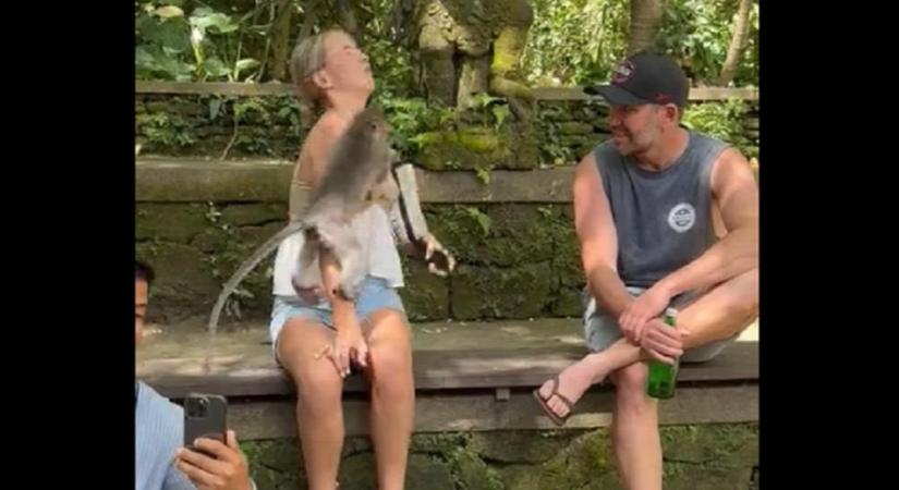 Pofon vágta a turistát az agresszív majom - videó