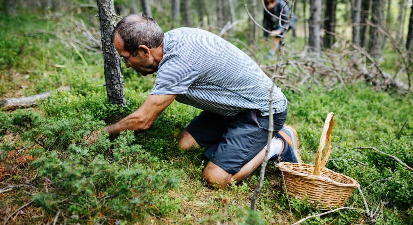 Már érik a magyar erdők őszi kincse: így hasznosíthatod a legjobban