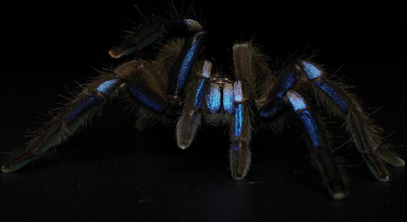 Különös tarantulafajt fedeztek fel Thaiföldön