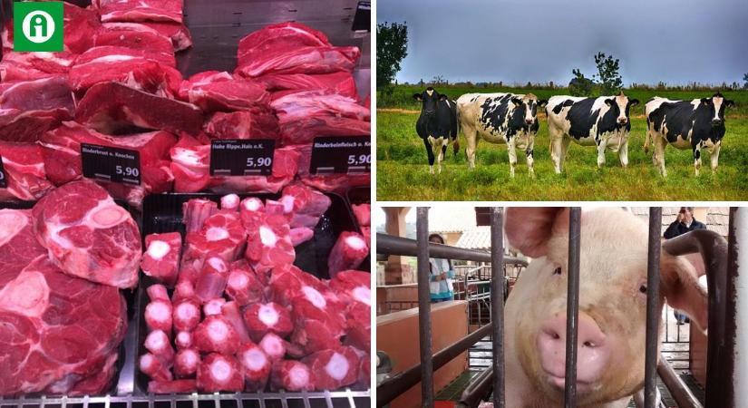 Továbbra is a húsfogyasztásról szól a vita – oszlassuk el a tévhiteket