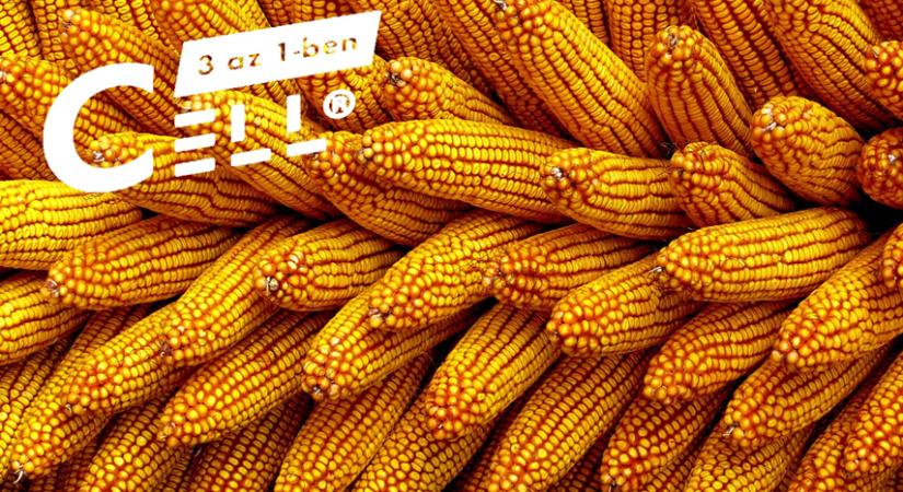 A kukorica tarló Cell-es kezelésével sokat nyerhet és sokat spórolhat!