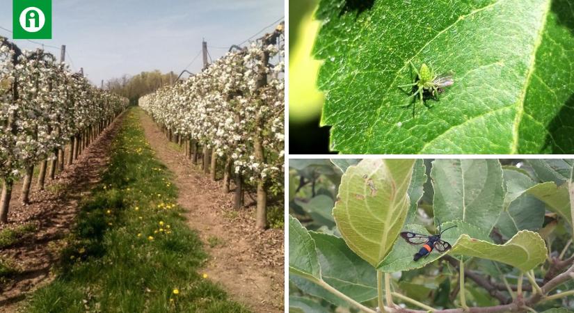 Ezzel az egyszerű módszerrel csökkenthető a növényvédőszer-használat a gyümölcsösökben