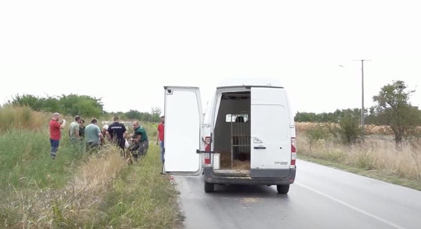 Nem hiszed el, mit találtak Szabadka közelében