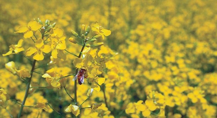 A repce kiváló tulajdonságai segítik a bioüzemanyag-gyártást