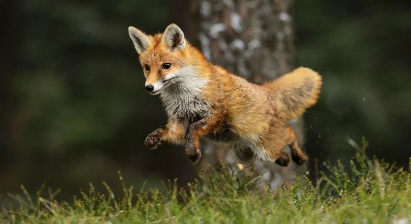 Pocokkal játszó rókát videózott le a Bükki Nemzeti Park Igazgatóság vadkamerája  videó