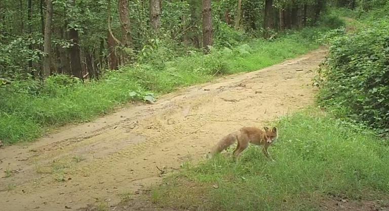 Játékos rókáról készítettek videót a Bükkben