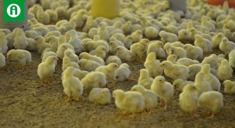 Hollandia: élesben próbálják ki a madárinfluenza elleni vakcinát