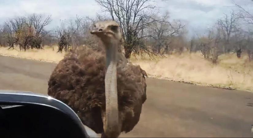 A sunyi strucc esete a gyanútlan turistával - videó