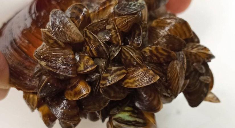 Inváziós kagyló szaporodik a Balatonban
