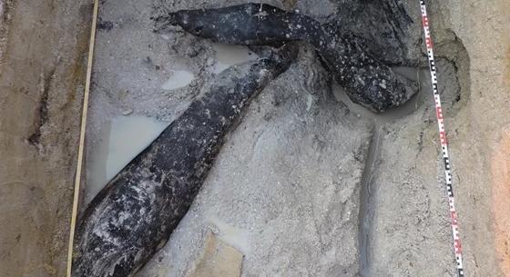 Ez a felfedezés átírhatja az ember történelmét: 500 000 éves farönköket találtak Zambiában