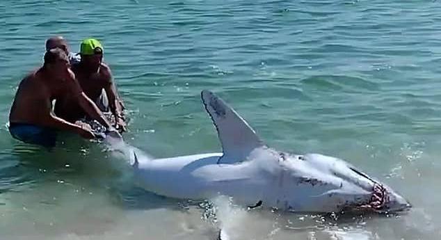 Videón, ahogy a partra sodródott cápát megmentik a strandolók