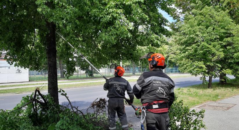 Faápolási munkák a Holló utcán