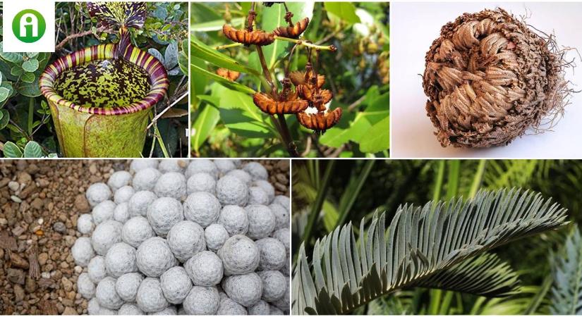 Öngyilkos pálma, patkányevő kancsóka, föld alatti orchidea – a világ legbizarrabb növényei