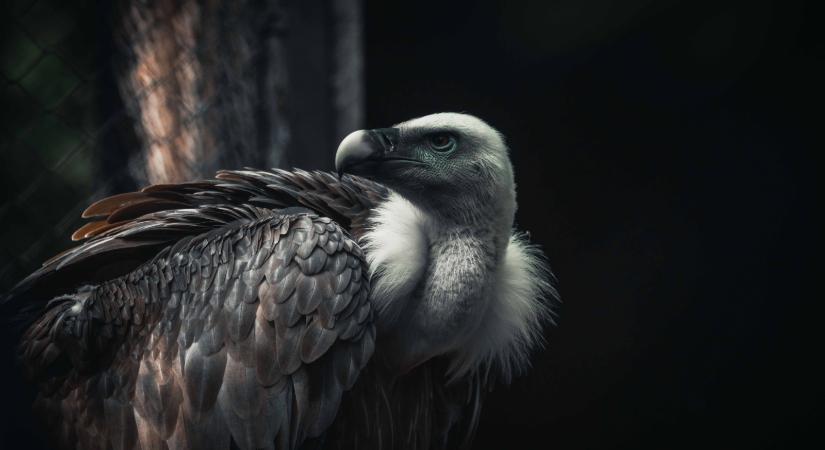 Kihirdették a Vadaspark fotópályázatának győzteseit