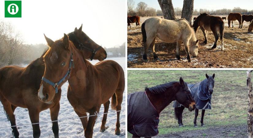 Hogyan takarmányozzuk a ridegtartásban lévő lovakat a téli hónapokban?