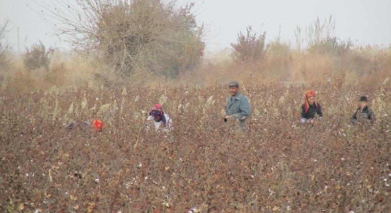 Nem épp önkéntes önkéntesek: Türkmenisztán állami dolgozókat mozgósít a gyapotszedésre