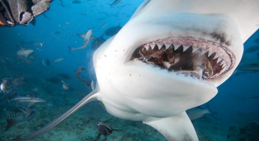 Kokaintól betépett cápáktól rettegnek Florida partjainál