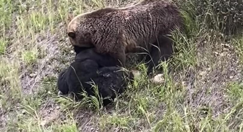 Medvét marcangoló grizzlyt videóztak, mutatjuk!
