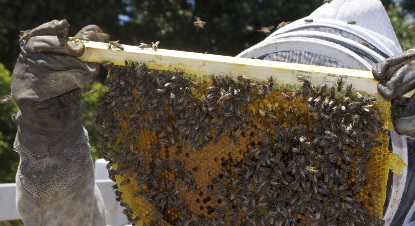 Ezernyi baj sújtja a magyar méhészeket, szomorú időszak kezdődik