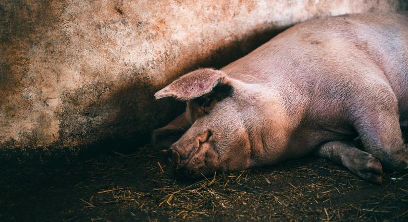 Felpuffadt állattetemek hevernek Kunhegyes határában, van, aki fertőzéstől tart - videó