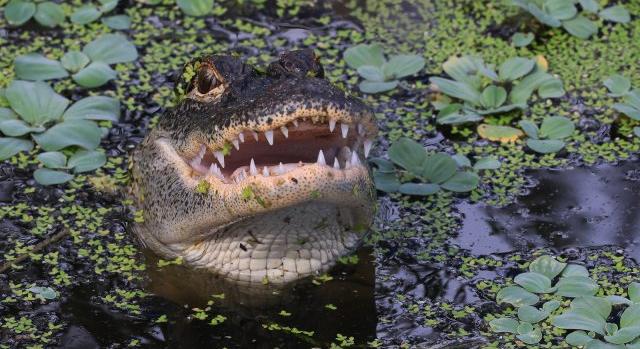 Horror Floridában: négyméteres, emberevő aligátort fogtak, szájában egy hullával