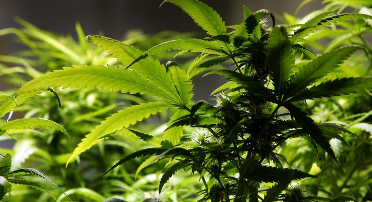 Többszáz kilogramm kannabiszt falt fel egy menedéket kereső birkanyáj
