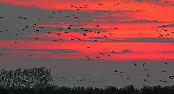 Az ősz beköszöntével megérkeztek a darvak 