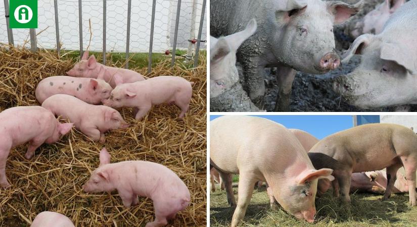 Így teljesít a magyar sertéságazat a világ többi országához képest