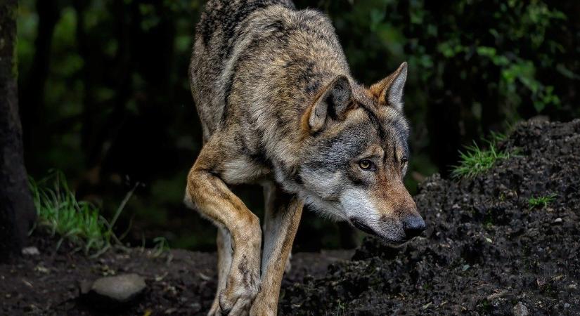 Illegális farkasvadászattal védte meg birkáit a gazda