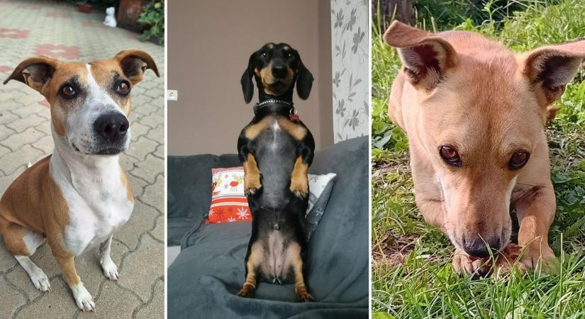 Petőfi kutyája kerestetik Előszálláson – Elindult a szavazás!